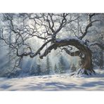 Büyüleyici Kış Manzarası: Karla Kaplı Ağaçlar ve Güneş Işınları, 200X150CM, Stüdyo Fonu - -