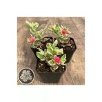 Buz Çiçeği Fidesi 3 Adet 10-20 cm Aptenia Cordifolia
