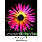 Buz Çiçeği Tohumu 2- MESENBRYANTHEMUM ALBATUM (~ Takribi 40 Tohum)