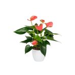 Byaysima Anthurium Pembe Antoryum İthal Canlı Hediyelik Ev Ofis Salon Bitkisi