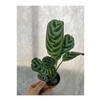 Byaysima Calathea Burle Dua Çiçeği 7 cmlik Saksıda Mini Canlı Çiçek İthal