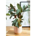 Byaysima Calathea Ctenanthe Setosa Dua Çiçeği Kalatya Canlı Ev Ofİs Salon Bitkisi 40,50Cm