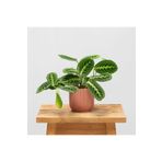 Byaysima Calathea Maranta 'Lemon Lime' (Dua Çiçeği) İthal Canlı Ev Ofis Salon Bitkisi