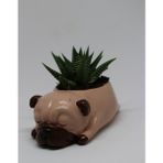Cactus Garden Kahverengi Pug Köpek Saksı + Canlı Bitki Sukulent