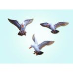 caju art & decoration Dekoratif Üçlü Güvercin Duvar Süsü Üçlü Kuş Duvar Dekoru Altın