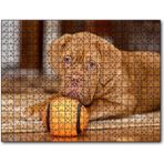 Caka Tablo Kahverengi Boxer Yavrusu ve Turuncu Topu 255 Parça Puzzle
