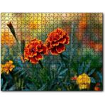 Caka Tablo Turuncu Karanfil Çiçeği Görseli 1000 Parça Puzzle