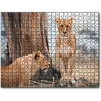 Cakapuzzle Afrika Savanında Dişi Aslan Görseli Mdf 1000 Parça Puzzle