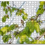Cakapuzzle Ağacın Dalları Arasındaki Kırmızı Yüzlü Kuş Mdf 1000 Parça Puzzle