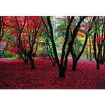 Cakapuzzle Büyülü Sonbahar Ormanı 120 Parça Ahşap Puzzle