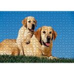 Cakapuzzle Çayırda Anne Labrador ve Yavrusu 120 Parça Ahşap Puzzle