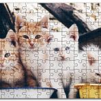 Cakapuzzle Eski Pencerede Sarı ve Beyaz Yavru Kediler Mdf 255 Parça Puzzle