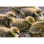 Cakapuzzle Gölde Yüzen Sarı Ördek Yavruları 120 Parça Ahşap Puzzle