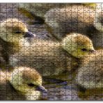Cakapuzzle Gölde Yüzen Sarı Ördek Yavruları Mdf 120 Parça Puzzle