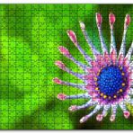 Cakapuzzle Güney Afrika Papatyası Görseli Mdf 1000 Parça Puzzle