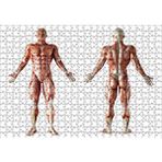 Cakapuzzle İnsan Kas Anatomisi 120 Parça Ahşap Puzzle