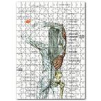 Cakapuzzle Kadın Anatomisi Kas Haritası Mdf 1000 Parça Puzzle