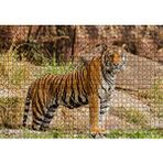 Cakapuzzle Kayalıklar ve Bengal Kaplanı 120 Parça Ahşap Puzzle