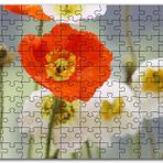 Cakapuzzle Kırmızı ve Beyaz Gelincikler Yakın Çekim Mdf 255 Parça Puzzle