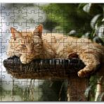 Cakapuzzle Kütüğün Üzerinde Miskinlik Eden Sarı Kedi Mdf 1000 Parça Puzzle