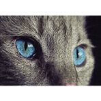 Cakapuzzle Mavi Gözlü Kedi 120 Parça Ahşap Puzzle