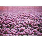 Cakapuzzle Mor Renkli Tomurcuk Çiçekler 120 Parça Ahşap Puzzle