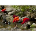 Cakapuzzle Nehir Kenarında Taşlar Kızıl Balıkçıllar Ve Ördekler Puzzle Yapboz Mdf Ahşap