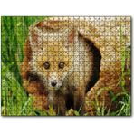Cakapuzzle Ormanda Kütüğün İçinden Çıkan Meraklı Yavru Tilki 1000 Parça Puzzle