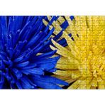 Cakapuzzle Sarı ve Mavi Çiçekler Yanyana Yakın Çekim Mdf 255 Parça Puzzle