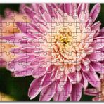 Cakapuzzle Sarı ve Pembe Çiçek Yakın Çekim Flu Arkaplan Mdf 255 Parça Puzzle