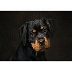Cakapuzzle Sevimli Rottweiller Yavrusu Karanlık Arka Plan Puzzle Yapboz Mdf Ahşap