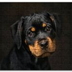Cakapuzzle Sevimli Rottweiller Yavrusu Karanlık Arkaplan Mdf 255 Parça Puzzle