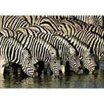 Cakapuzzle Su İçen Zebra Sürüsü Görseli 120 Parça Ahşap Puzzle