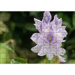 Cakapuzzle Sümbül Yakın Plan 120 Parça Ahşap Puzzle
