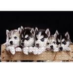 Cakapuzzle Tahta Kasa İçinde Beş Husky Yavrusu 120 Parça Ahşap Puzzle