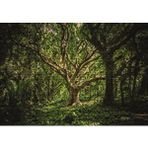 Cakapuzzle Tropik Orman 120 Parça Ahşap Puzzle