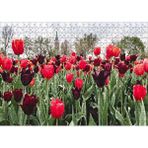 Cakapuzzle Turuncu Ve Mor Laleler 120 Parça Ahşap Puzzle