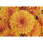 Cakapuzzle Turuncu Yıldız Çiçekleri 120 Parça Ahşap Puzzle