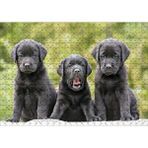 Cakapuzzle Üç Sevimli Siyah Yavru Köpek 120 Parça Ahşap Puzzle