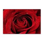 Cakapuzzle Yağmur Damlası Ve Güzel Gül Fotoğrafı 120 Parça Ahşap Puzzle