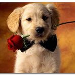Cakatablo Ahşap Tablo Ağzında Kırmızı Gül Puppy Cinsi Köpek