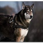 Cakatablo Ahşap Tablo Asil Kurt Köpeği