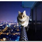 Cakatablo Ahşap Tablo Balkon Demirindeki Cesur Kedi