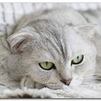 Cakatablo Ahşap Tablo Bej British Shorthair Kedi