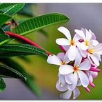 Cakatablo Ahşap Tablo Beyaz Sarı Plumeria Çiçeği Görseli