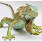 Cakatablo Ahşap Tablo Beyaz Zeminde İguana