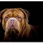 Cakatablo Ahşap Tablo Bulldog Yakın Çekim Karanlık Arkaplan