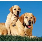 Cakatablo Ahşap Tablo Çayırda Anne Labrador ve Yavrusu