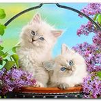 Cakatablo Ahşap Tablo Çiçek Ve Sevimli Kediler