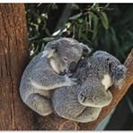 Cakatablo Ahşap Tablo Dalda Koala Kardeşliği